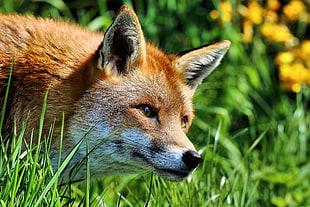 brown and black Fox on green grasses HD wallpaper