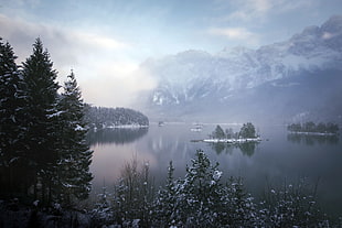 green pine trees, water, winter, landscape, mountains