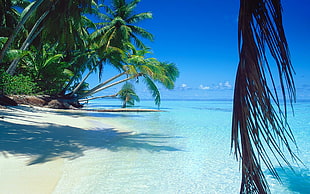 green tropical trees, nature, landscape, sea, beach