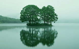 trees on island on center of lake HD wallpaper