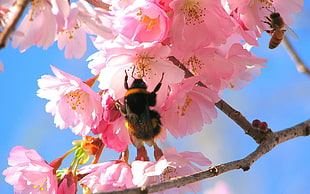 close up photo of Bumble bee on pink petaled flowers HD wallpaper