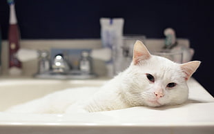 white persian cat on bath tub HD wallpaper