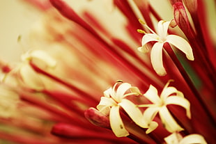 white petaled flower in close up photography, tiny HD wallpaper