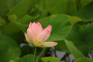 pink petal flower