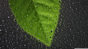 green leaf with water due wallpaper, nature, water, water drops, leaves HD wallpaper