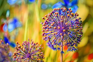 tilt lens photo of purple and orange flowers HD wallpaper