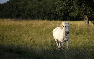 white short-coated horse HD wallpaper