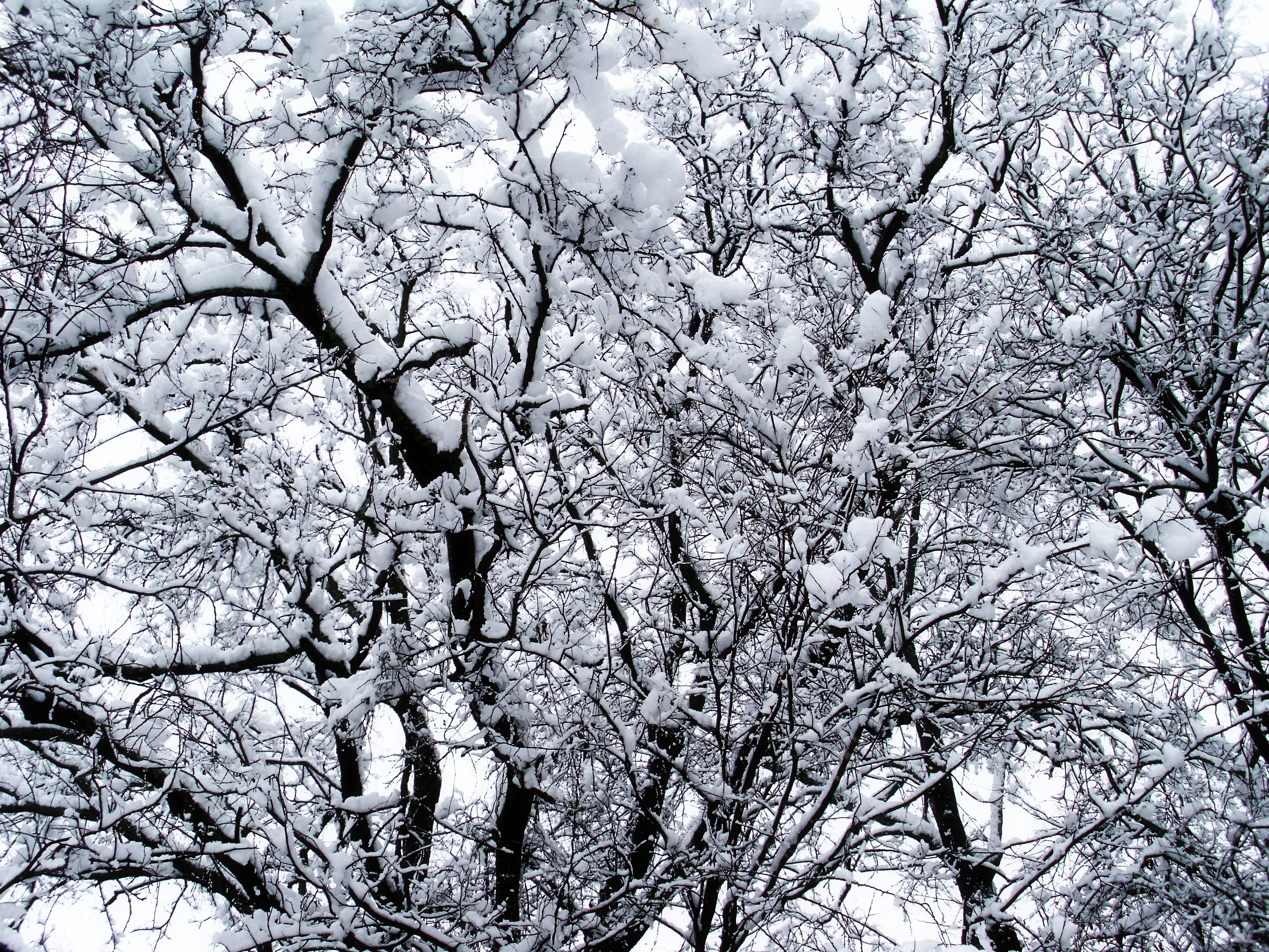 black tree branches photography