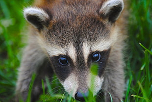 close view baby raccoon HD wallpaper
