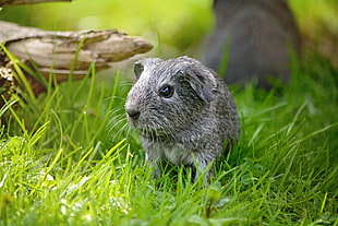 shallow focus photography of gray hamster