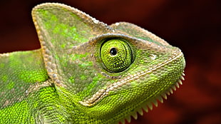 close-up photo of green charmeleon