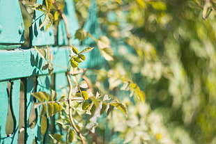 green leafed plant, leaves, bokeh, nature, green