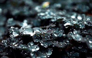 water dewdrops, details, raindrop, water drops, clovers