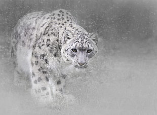 grayscale photo of leopard