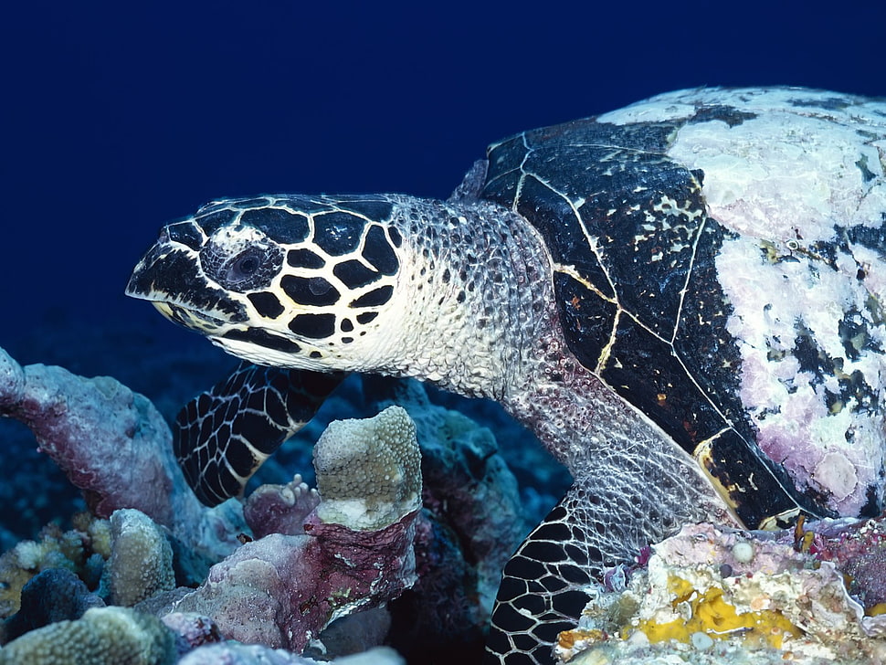 brown and black leopard print textile, sea, underwater, turtle, coral HD wallpaper