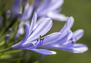 purple lavander flower HD wallpaper