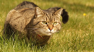 brown tabby cat, cat, green