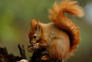 brown Squirrel eating brown nut HD wallpaper