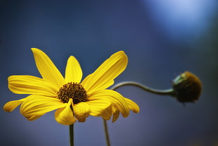 yellow petaled flower bloom during daytime