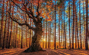 yellow leaf tree during golden hour