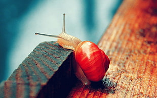 selective focus of brown snail on brown wooden surface HD wallpaper
