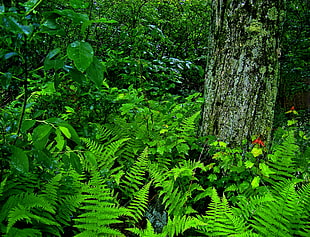 photo of green fern plants during daytime HD wallpaper