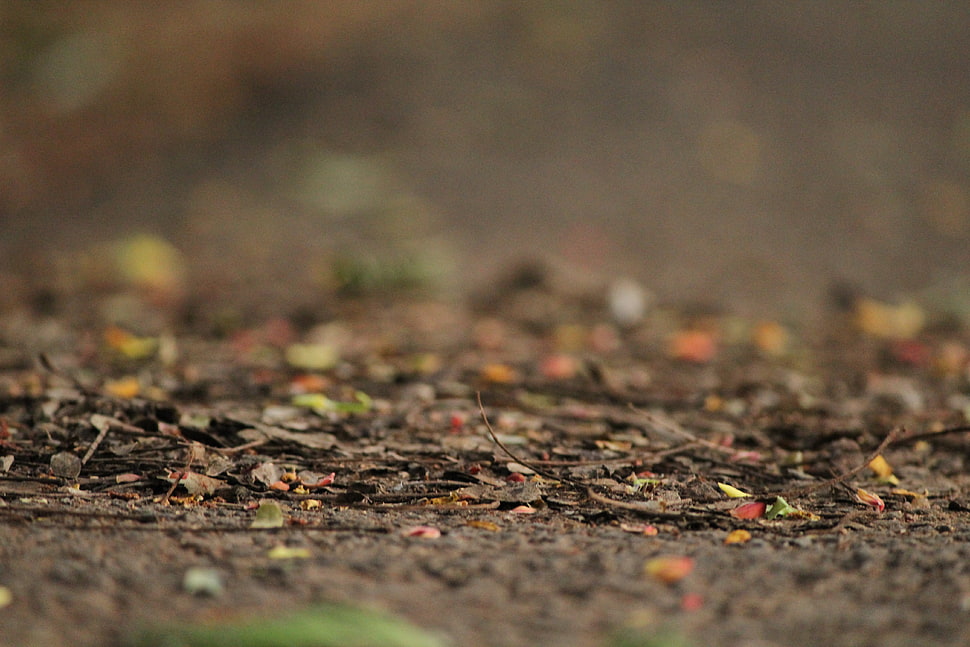 brown soil, photography, nature, path, blurred HD wallpaper