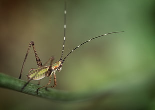 green Cricket perched on green leaf in macro photography HD wallpaper