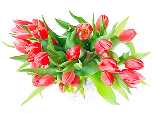 red Tulip flowers HD wallpaper