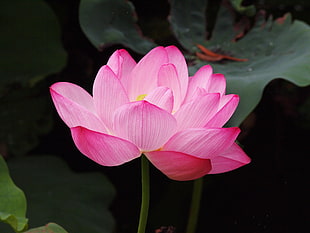 pink Lotus flower in close up photography