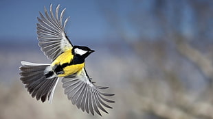 yellow-grey-and-black bird, birds, titmouse, great tit, animals HD wallpaper