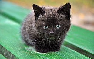 black and brown tabby kitten lying on green wooden panel