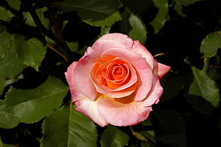 closeup photography of pink rose