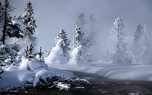 trees covered by snow HD wallpaper