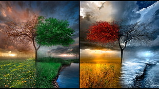 changing weather painting, nature, seasons, collage, trees HD wallpaper