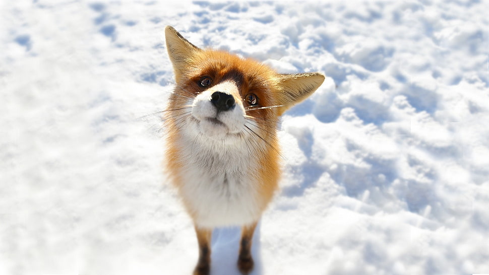 fox on snow HD wallpaper
