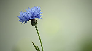 blue cornflower, nature, flowers HD wallpaper