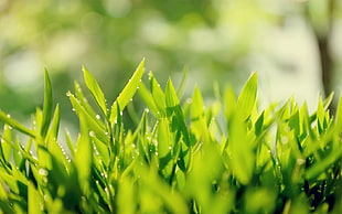 green leave plant shallow focus photo