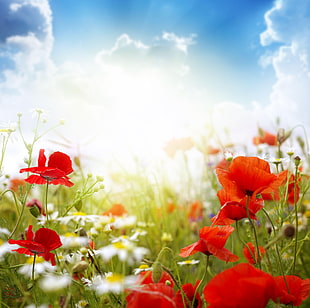 shallow depth of field photo of red petaled flowers