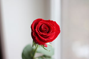 selective focus photography of red rose bud