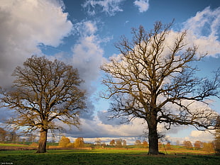 two leafless trees