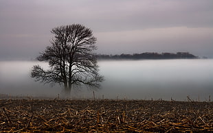 photo of tree over fog near dried land HD wallpaper