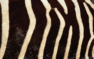black and white zebra rug HD wallpaper