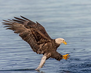 bald eagle near water surface HD wallpaper