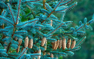 green leafed tree