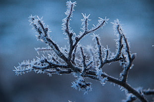 brown branch covered with snow selective-focus photography