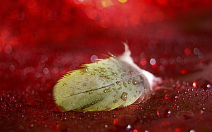 brown feather, feathers, bokeh, water drops, red background HD wallpaper