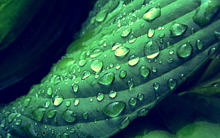 close up photography of dew drops HD wallpaper