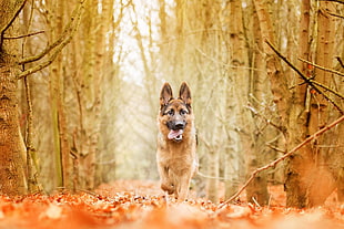 adult German shepherd, nature, forest, dog, animals HD wallpaper
