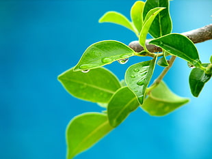 selective focus photo of green leaf